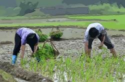 梦见在田里插秧