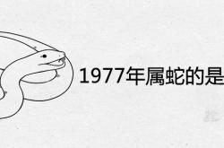 1977年属蛇的是什么命