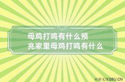 母鸡打鸣有什么预兆 家里母鸡打鸣有什么预兆,母鸡打鸣真的是家庭衰败的预兆吗