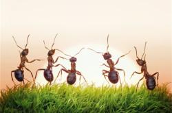 梦到地上有大量的蚂蚁