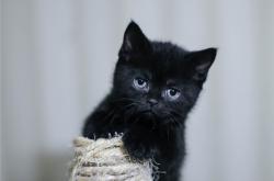 梦到遇到大黑猫是什么征兆