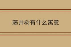  藤井树有什么寓意 ,藤井树有什么寓意嘛