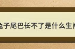  兔子尾巴长不了是什么生肖 ,兔子尾巴长不了打三个数字