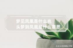 梦见凤凰是什么兆头 梦到凤凰是什么意思周公解梦,梦见凤凰是什么预兆周公解梦