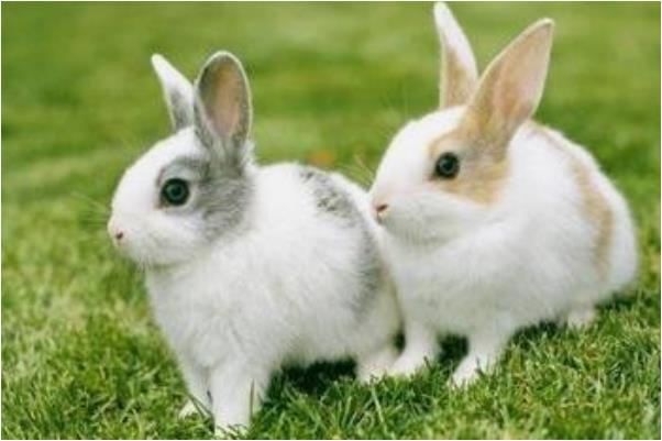 生肖属兔和什么属相相克