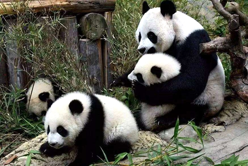 韩国熊猫宝宝起名叫什么