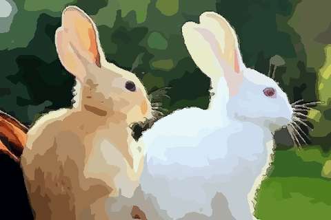 兔子和马属相合不合在一起幸福吗
