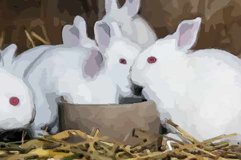 属兔和猪相配婚姻如何是不是上等婚配