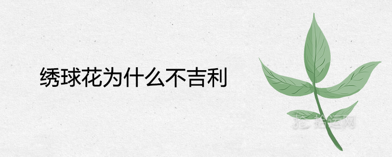 绣球花为什么不吉利