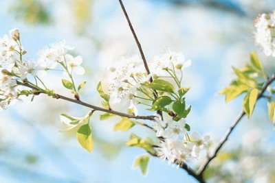 清明节是什么日子节日,清明是早春还是暮春