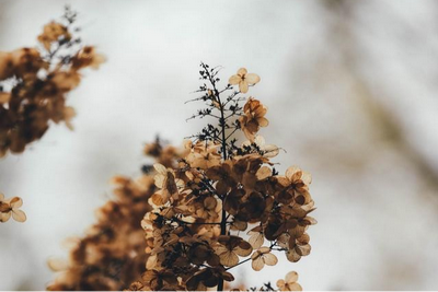 白露是什么季节的节气,白露的来历和风俗