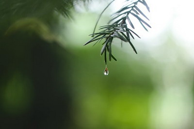 谷雨不下雨会怎样,关于谷雨的谚语俗语