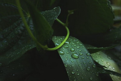 谷雨不下雨会怎样,关于谷雨的谚语俗语