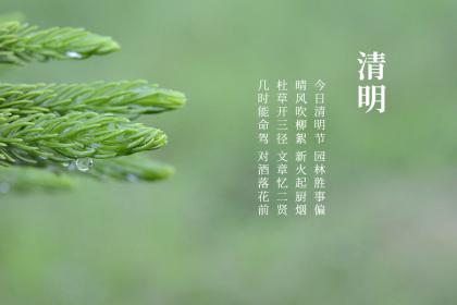 清明茶属于什么茶