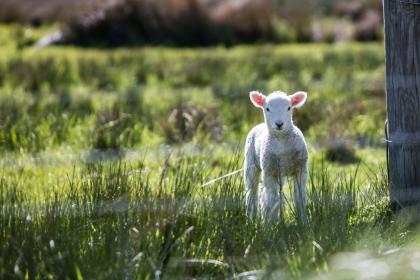 2015年属羊的人在端午节出生命理-日柱论命解析！