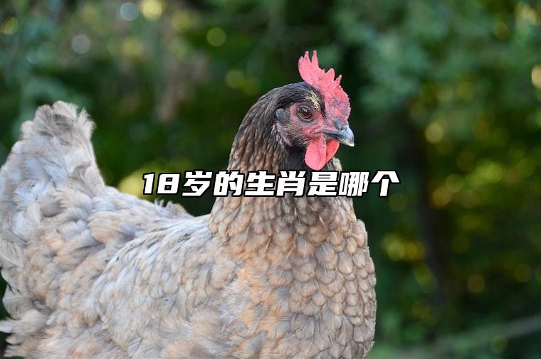 18岁的生肖是哪个 18岁是什么生肖属相