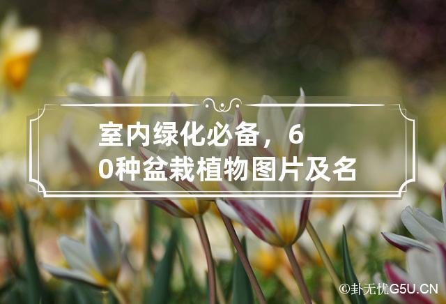 室内绿化必备，60种盆栽植物图片及名称大全