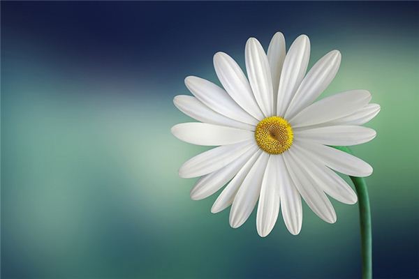 梦见白色的花是什么意思