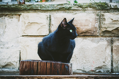 男人晚上开车撞到猫意味着什么