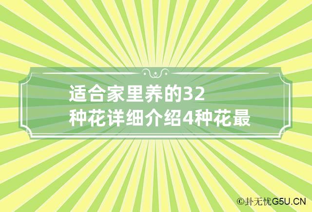 适合家里养的32种花详细介绍 4种花最适合养家里