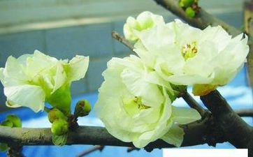 春耕节是什么节日  南方普遍奉祀土地神