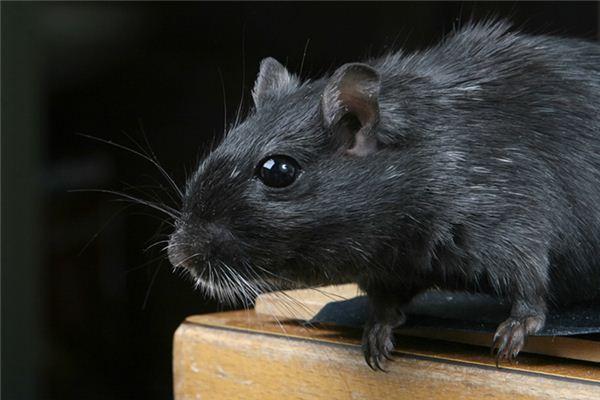 梦见好多黑色的老鼠是什么意思