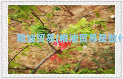 粮油贸易(粮油贸易是做什么)