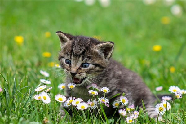 梦到猫咬我