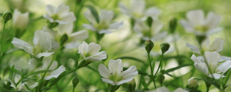 清明节冷知识