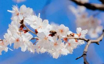 虎年分别是哪一年 属虎的今年几岁了