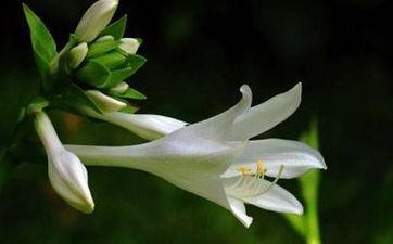 不同的风水鱼都有什么样的特点?(龙吐珠鱼身好像一把利刀,而且鱼性较为凶残,作为风水鱼一样都用它来向着煞方,有挡煞的作用)