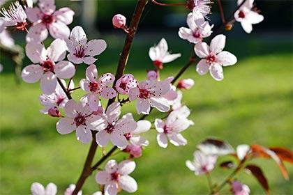 从日柱可以看出一个人的桃花吗