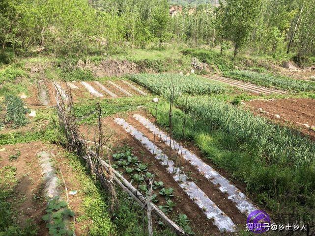 明天是纯卯日，俗话说：“雨淋纯卯头，遍地起坟头”，啥是纯卯？