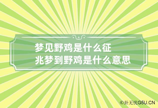 梦见野鸡是什么征兆 梦到野鸡是什么意思周公解梦