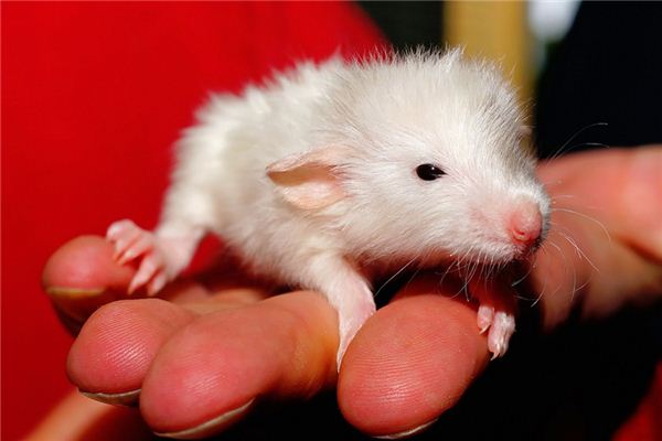 梦见小白鼠是什么预兆
