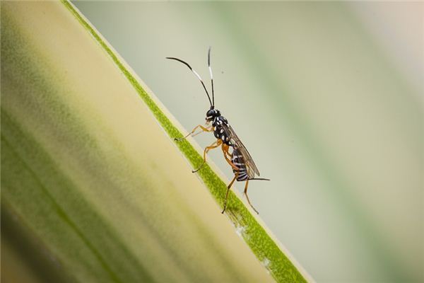 梦见马蜂是什么意思