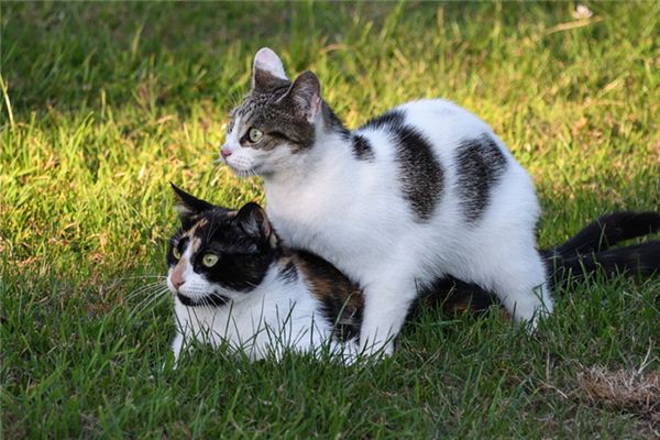 梦见两只猫是什么意思