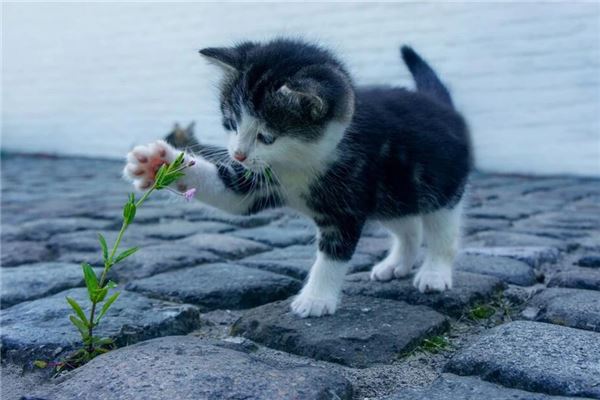 梦见会说话的猫