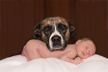 有没有属鸡的人养狗的 真的会鸡犬不宁吗