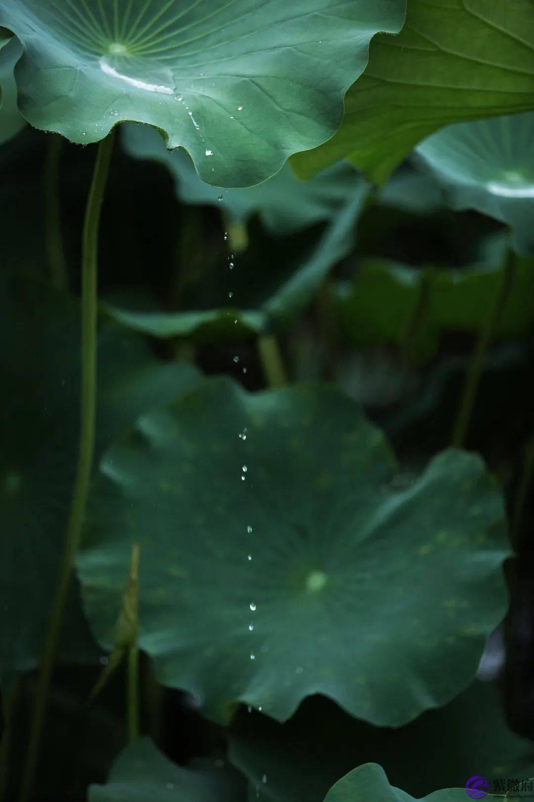 二十四节气，二十四番花信风，美到窒息！