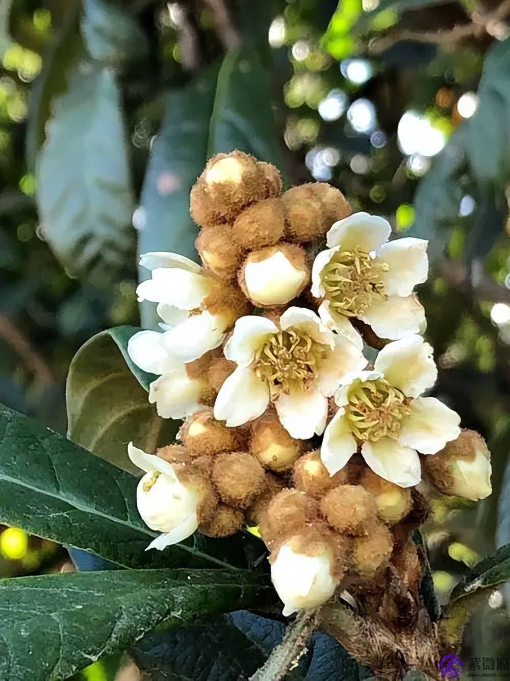 二十四节气，二十四番花信风，美到窒息！