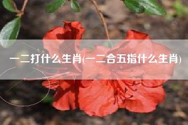 一二打什么生肖(一二合五指什么生肖)