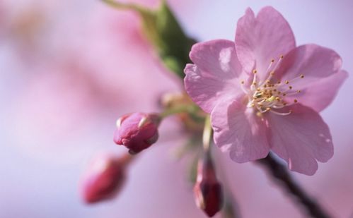 八字四朵桃花什么意思