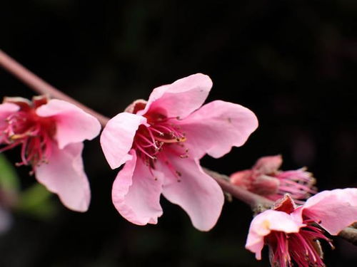 代表桃花的生肖