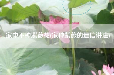 家中不种紫薇花(家种紫薇的迷信讲法)