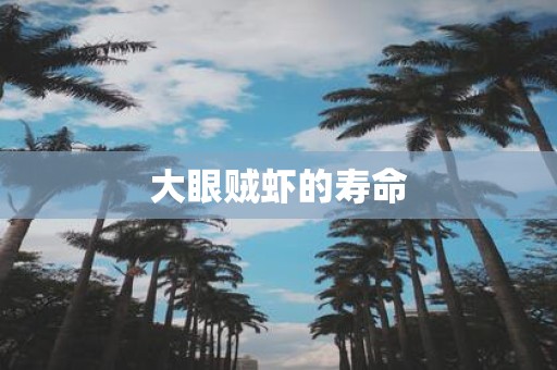 大眼贼虾的寿命