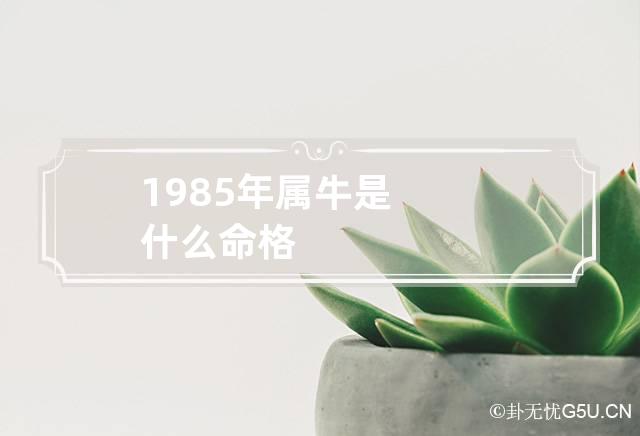 1985年属牛是什么命格