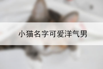 小猫名字可爱洋气男