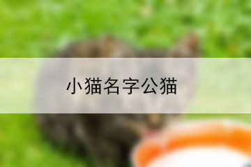 猫咪名字大全母猫