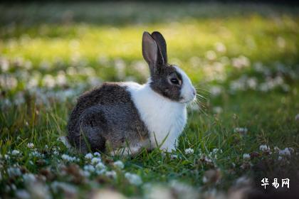 2024年属兔人全年运势运程,事业、感情、财运、健康详解！